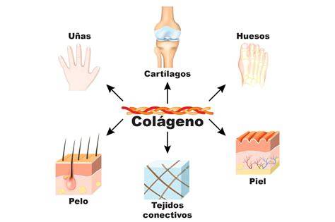 Esquema de los beneficios del colágeno para el cuerpo