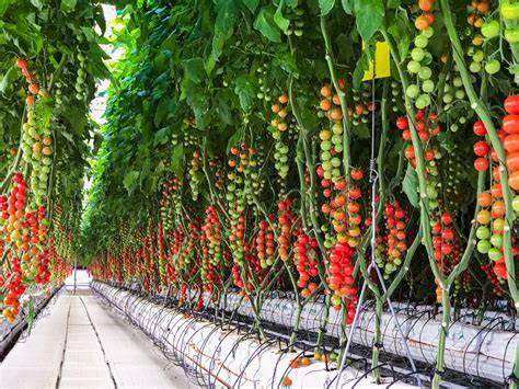 Cultivo de tomates en invernadero