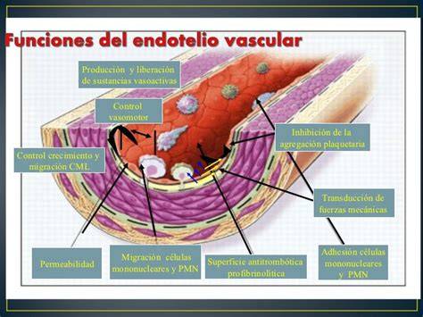 Representación del endotelio vascular