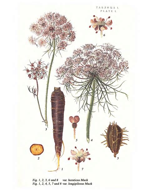 Ilustración botánica de Daucus carota subsp. sativus
