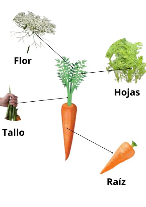 Esquema de la planta de zanahoria con sus partes