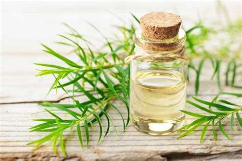 Aceite de árbol de té para combatir la grasa y la caspa