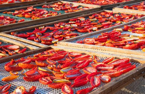 Tomates secos al sol en mesas de secado