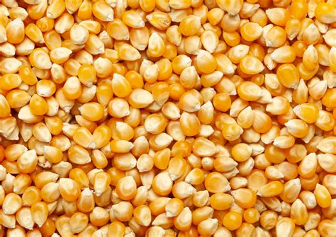 Grano de maíz