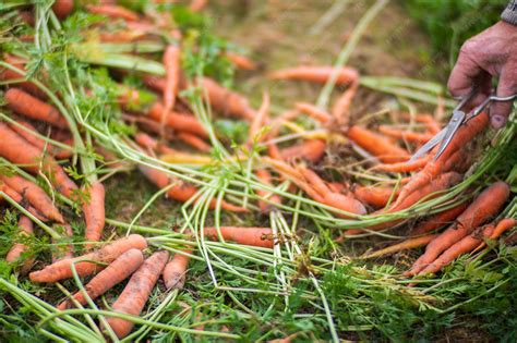 Gráfico de las temporadas de cosecha de zanahorias