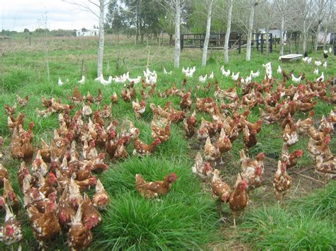 Gallinas camperas en un prado