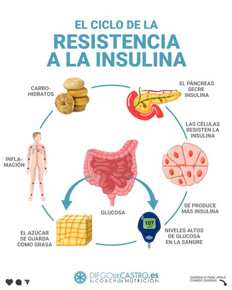 Diagrama del ciclo de la insulina y la resistencia a la insulina en la diabetes tipo 2