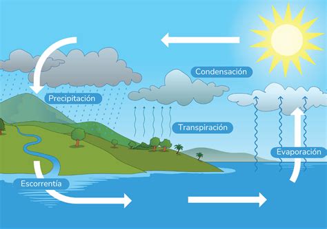 Esquema del ciclo de crecimiento exponencial de la lenteja de agua