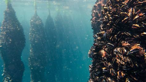 Bateas de mejillones en la Ría de Arosa