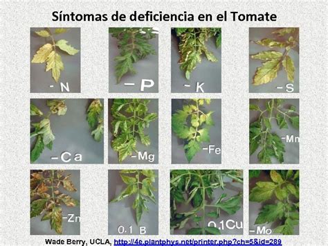 Planta de tomate con síntomas de deficiencia de azufre