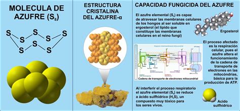 Molécula de azufre y su estructura en proteínas