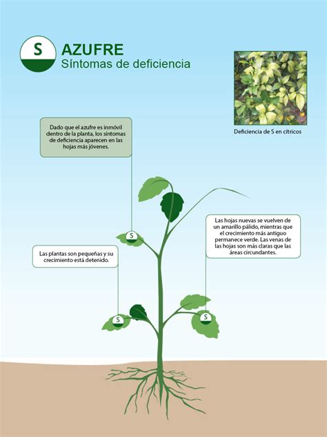Tabla comparativa de síntomas de deficiencia de nitrógeno y azufre