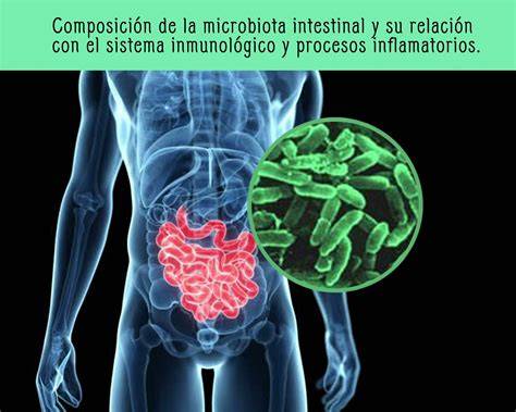 Diagrama de la interacción entre gluten, microbiota y sistema inmunitario
