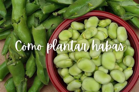 Diferentes variedades de fabes