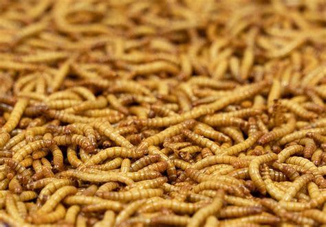 Imagen macro de gusanos de la harina deshidratados