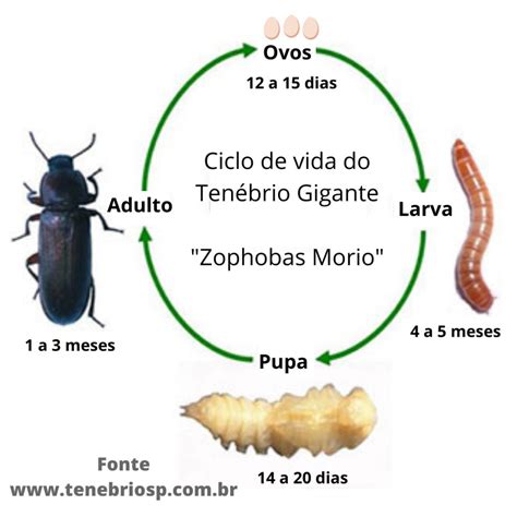 Esquema del ciclo biológico del Tenebrio molitor