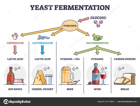 Esquema del proceso de fermentación: microorganismos transformando sustratos en productos finales