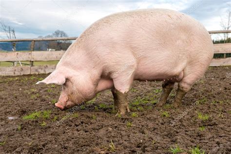 cerdo adulto en una granja