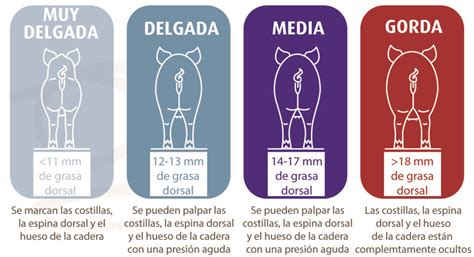 esquema de medición corporal de un cerdo