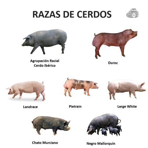 diversas razas de cerdos