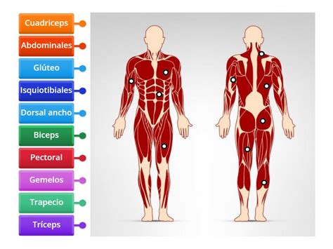 Esquema de las zonas musculares y óseas en perros pequeños