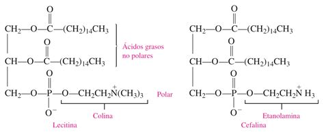 Estructura de la lecitina y su acción emulsionante