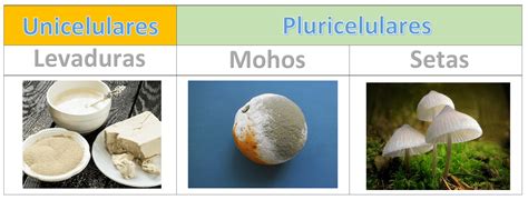 Esquema comparativo: Reino Fungi (levaduras, mohos y setas)
