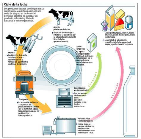 Esquema anatómico de la producción de leche en los senos