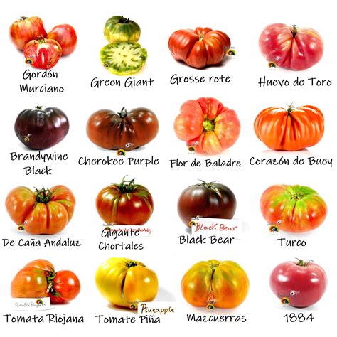 Variedad de tomates antiguos
