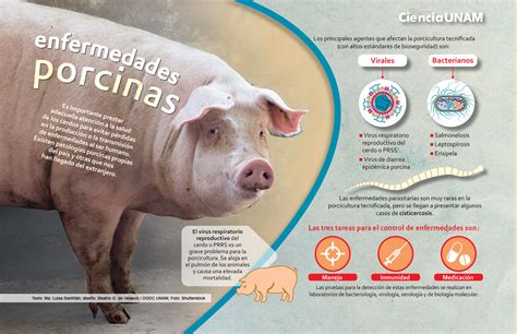 Infografía sobre enfermedades transmitidas por el cerdo