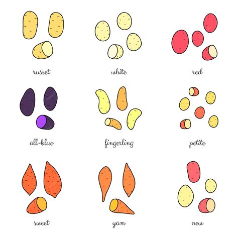 Ilustración de diferentes variedades de patatas