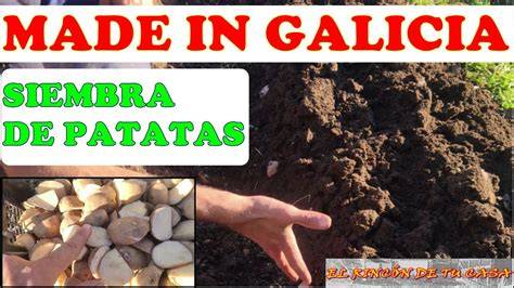 Esquema de plantación de patatas en surcos
