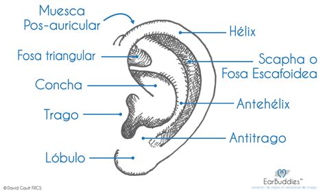 Anatomía de la oreja humana mostrando el cartílago y la piel