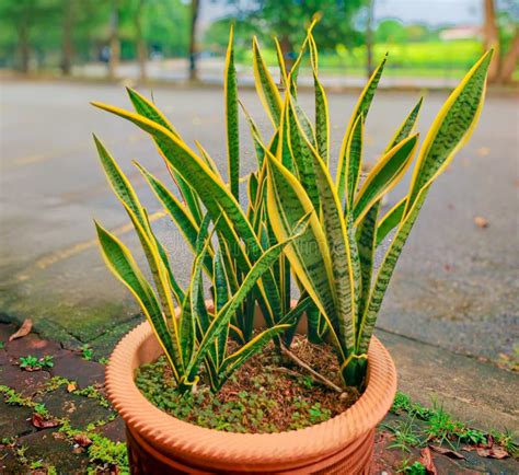 Planta de garrofó sana