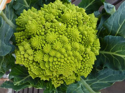 Ingredientes para el rebozado de romanescu