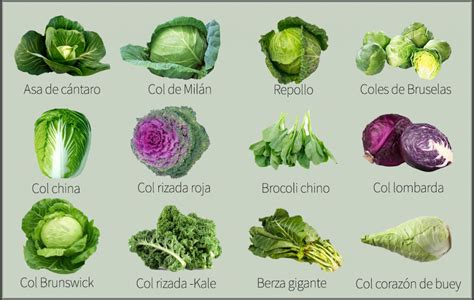 Variedades de brócoli y coles