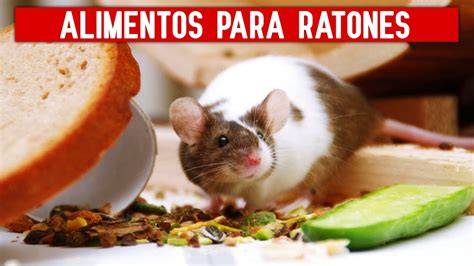 Infografía comparando la preferencia de alimentos de los ratones