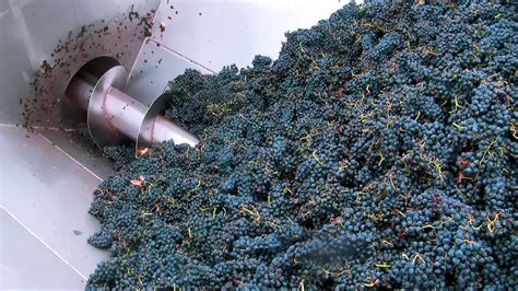 Proceso de despalillado y estrujado de uvas