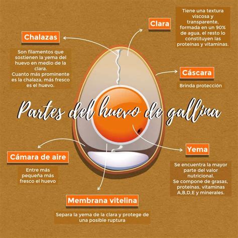 Composición detallada de la yema de huevo