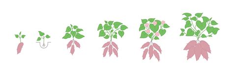 Diagrama del ciclo de cultivo del camote