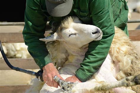 Proceso de esquilado de ovejas