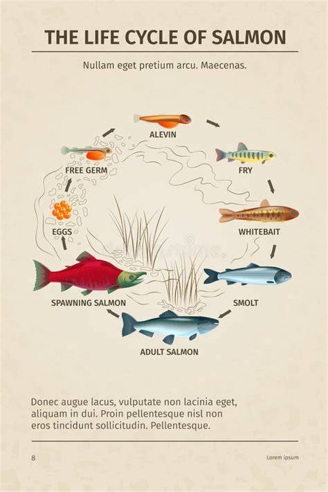 Esquema del ciclo de vida del salmón