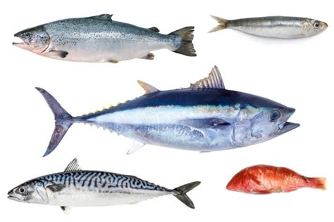 Pescados grasos de aguas frías