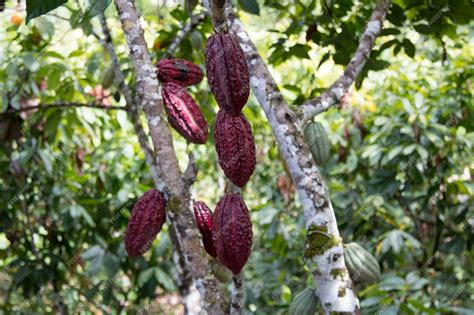 Árbol de cacao con mazorcas