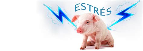 Gráfico mostrando factores de estrés en cerdos