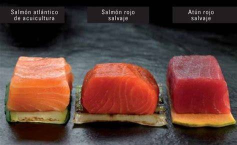 Comparativa gráfica: Salmón salvaje vs. Salmón de acuicultura