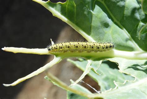 Oruga de la mariposa de la col (Pieris brassicae)
