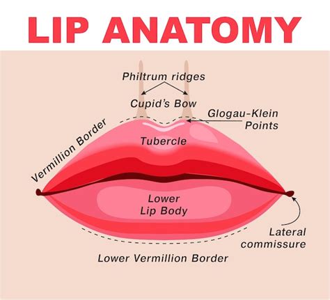 Diagrama de la estructura del labio y puntos de inyección para relleno