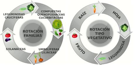 Esquema de asociación de cultivos en huerto ecológico