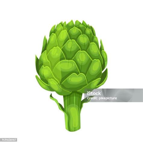 Ilustración de alcachofa fresca